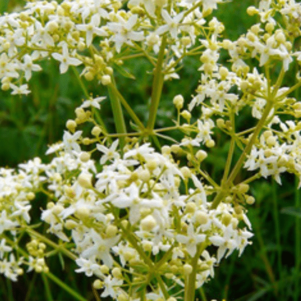 Värvmadara saunaürt (ladina k. Galium boreale) - Image 2