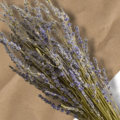 Sauna herb Lavender (Lavandula)