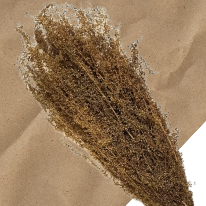 Sauna herb Sweet wormwood (Artemisia annua)