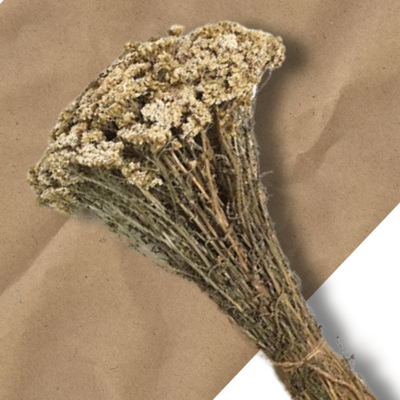 Sauna herb Yarrow (Achillea millefolium)