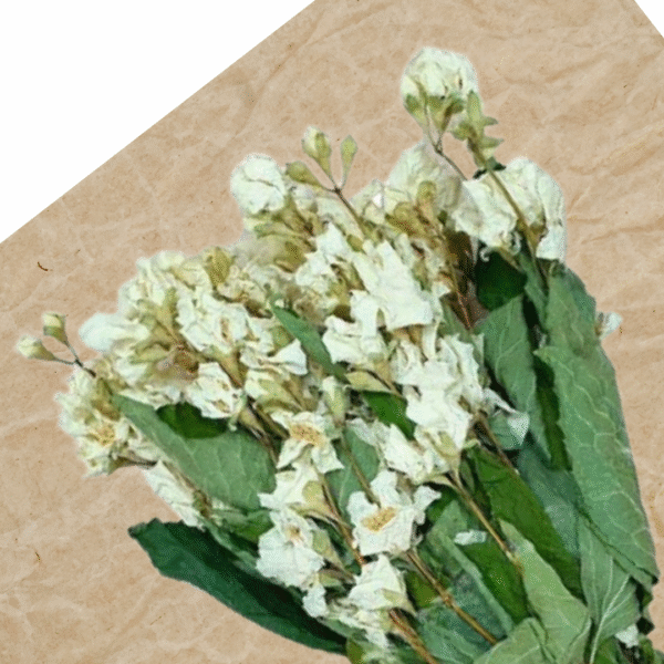 Saunaürt Jasmiin (Jasminum officinale)