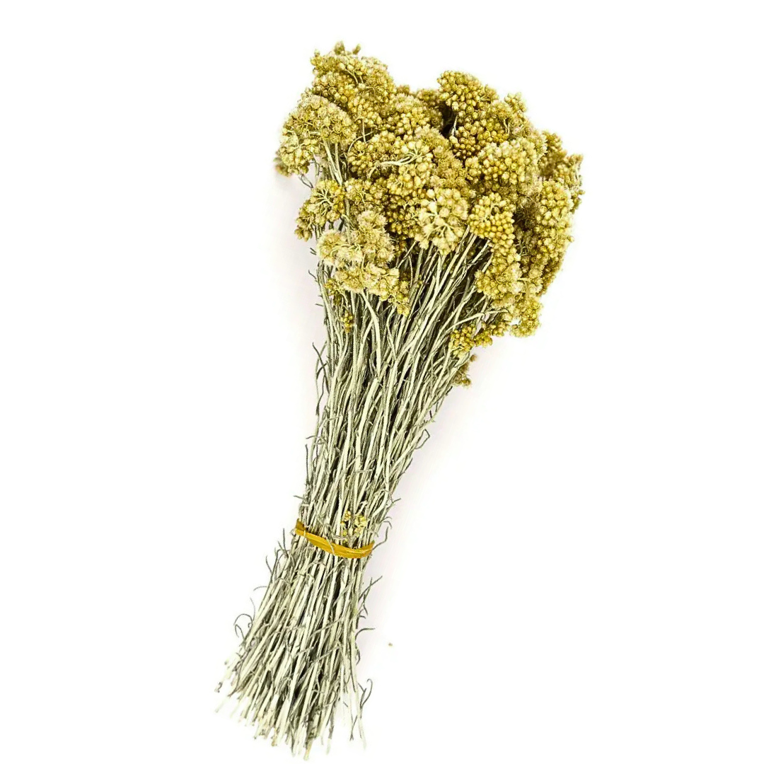 Sandy immortelle (Helichrysum arenarium) 1 Sandy immortelle (Helichrysum arenarium)